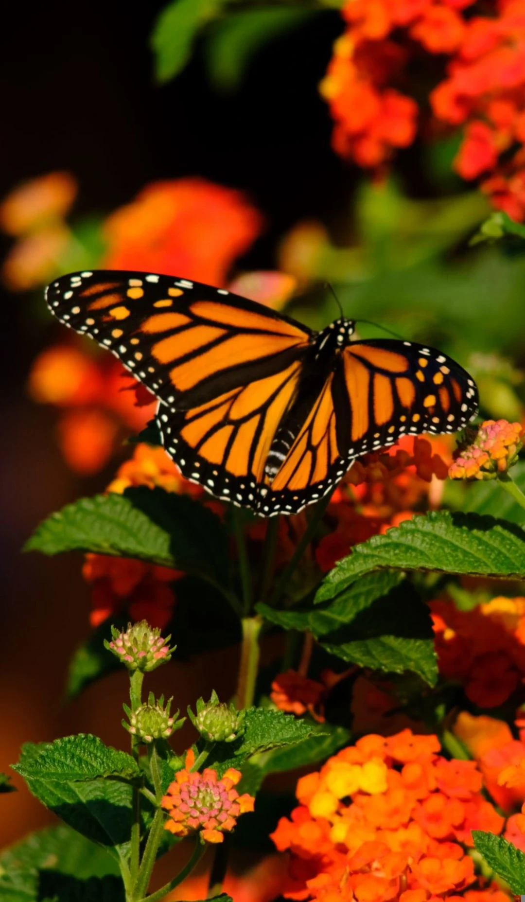 image about * لحظات من التأمل .... وسط ضوضاء الحياة *