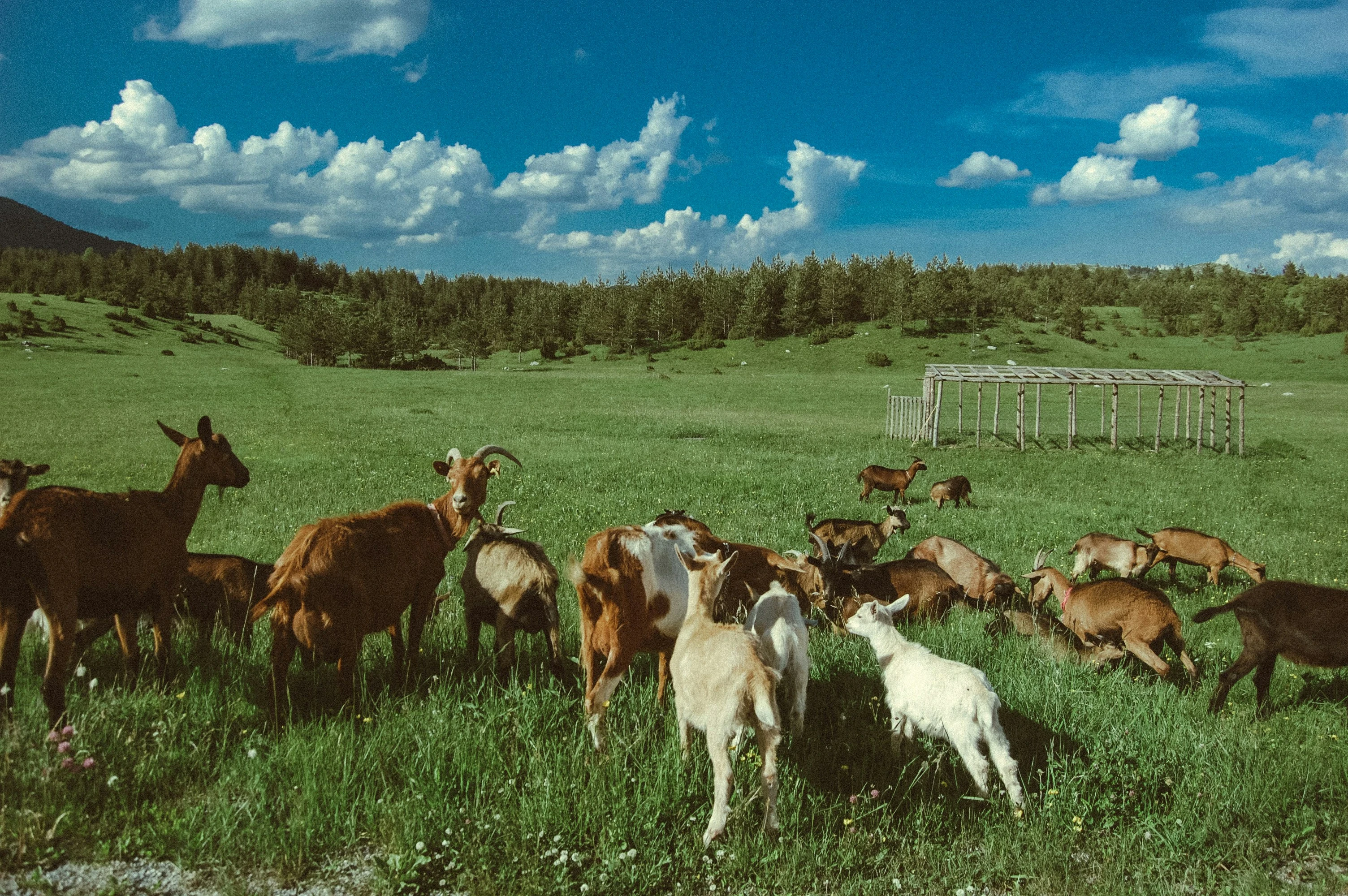 image about مهنة رعي الغنم في العصر الحديث: القيمة الاقتصادية، التحديات البيئية، وضرورة التحديث