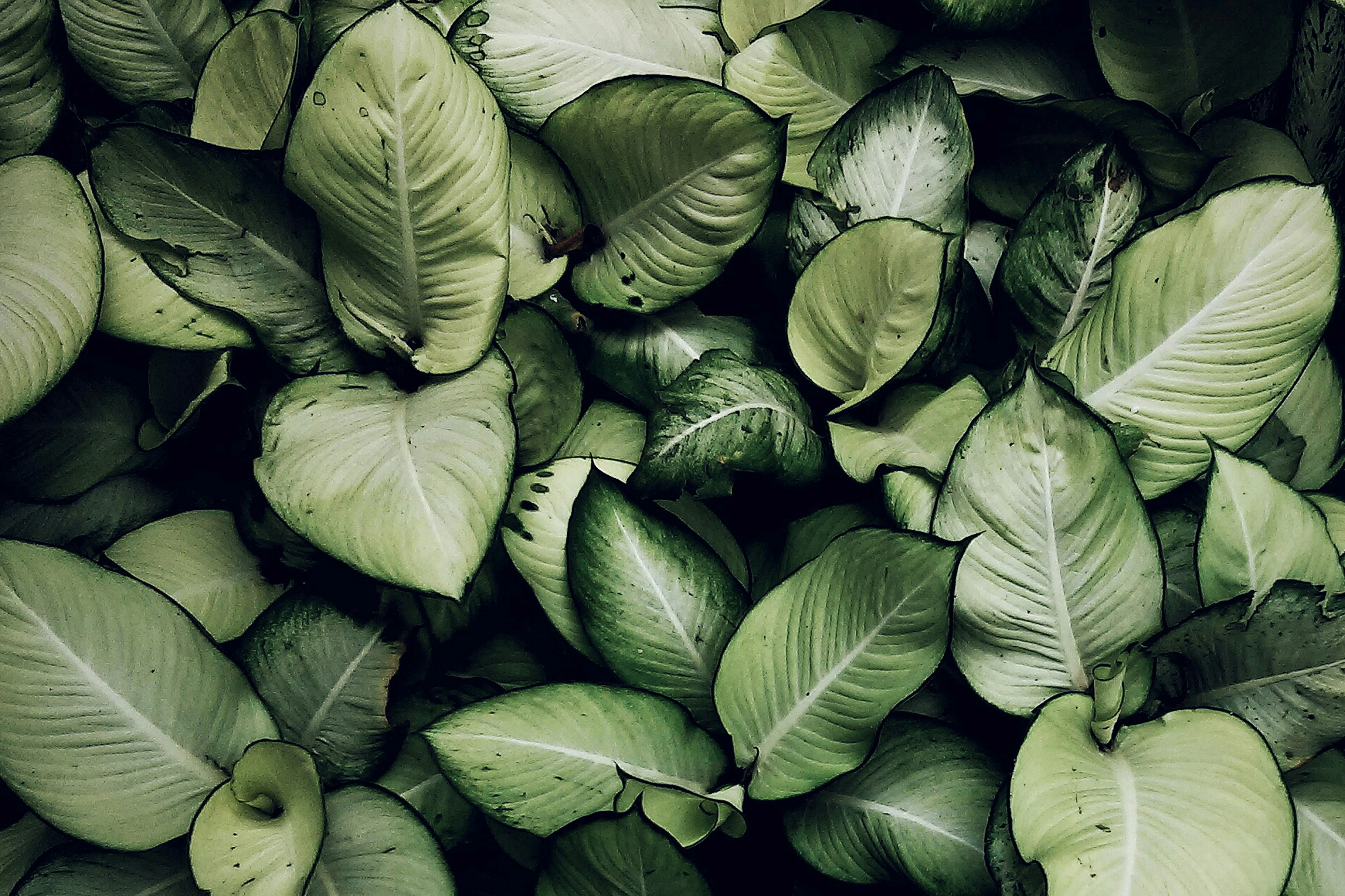 image about الصيدلية الخضراء الرقمية: تصنيف أفضل 100 قناة على يوتيوب لتعلّم علم الأعشاب الطبية الموثوق