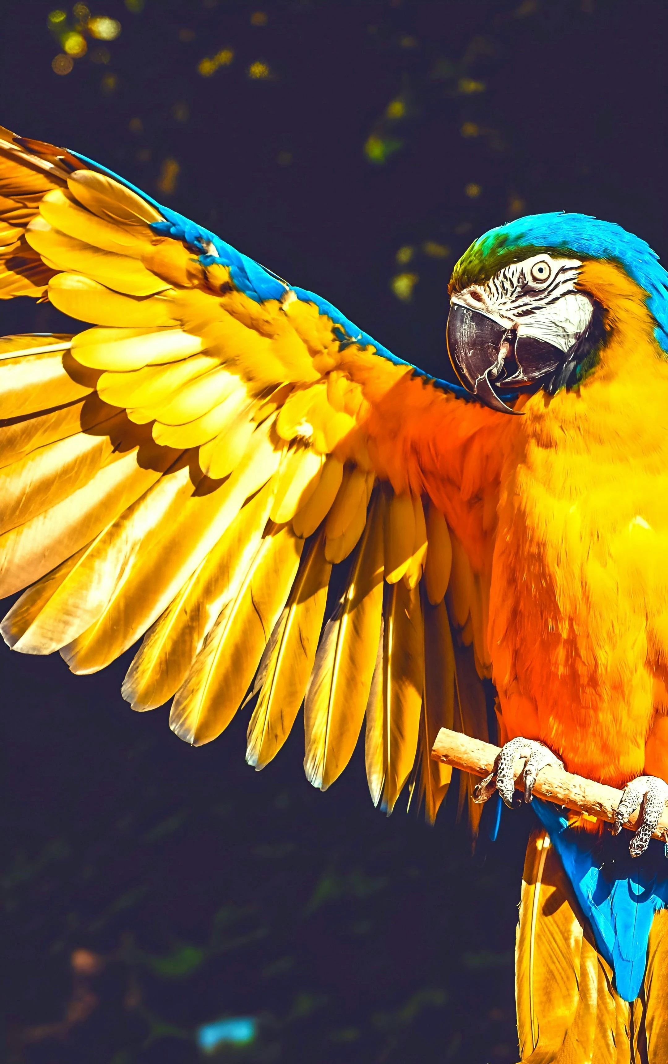 image about التنوع المذهل: دليل مصور لأشهر 100 نوع من الببغاوات الأكثر انتشارًا وتميزًا في العالم