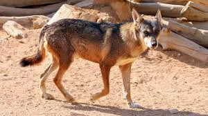 image about قصة الشيب العربي | المخلوق الأسطوري الذي أرعب قبائل الجزيرة العربية