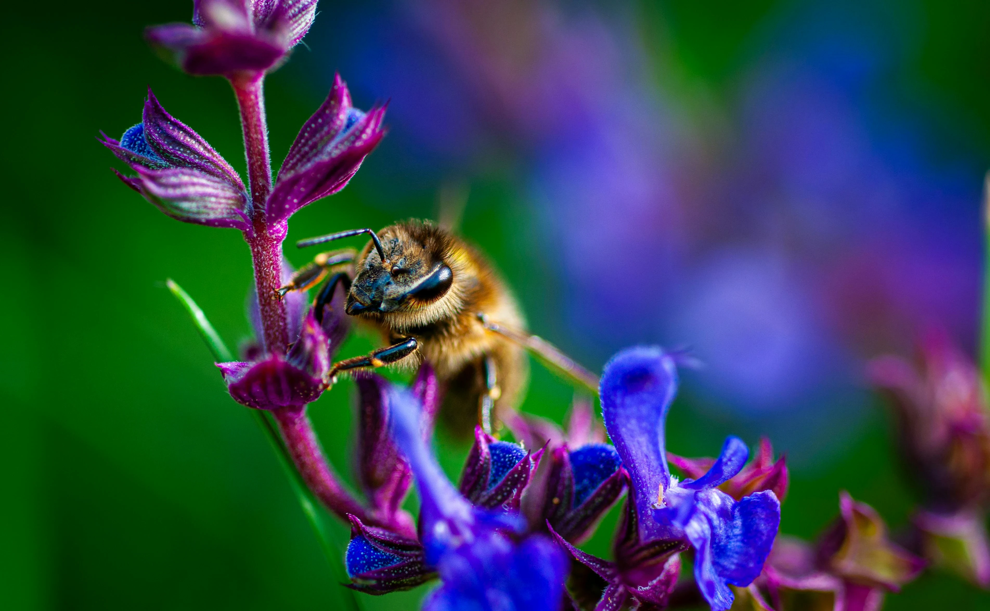 image about فوائد عسل السدر المذهلة لصحة الجسم والجمال في عام 2025