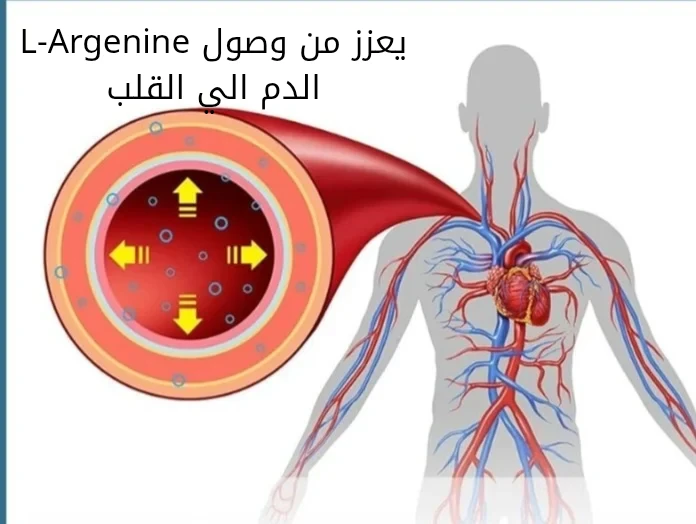 image about فوائد ال-ارجينين  واستخداماته