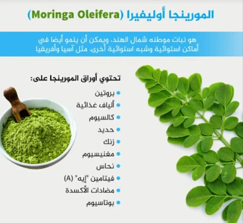 image about شجره المعجزات المورينجا