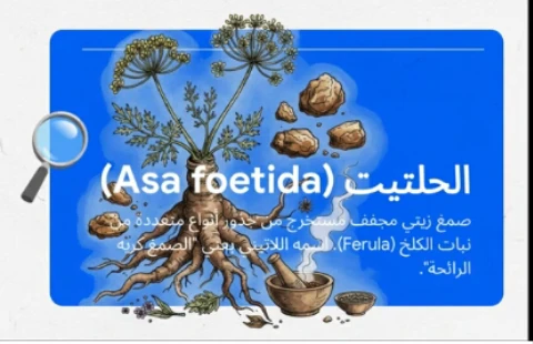 image about التابل ذو الرائحه النفاذه (الحلتيت)