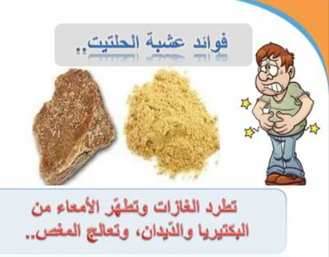 image about التابل ذو الرائحه النفاذه (الحلتيت)