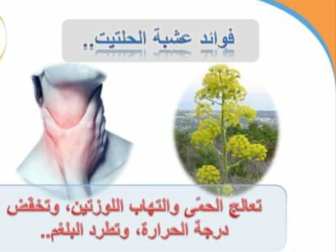 image about التابل ذو الرائحه النفاذه (الحلتيت)