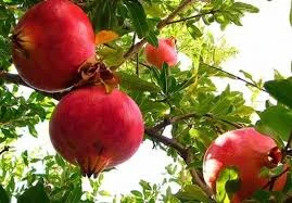 image about فوائده الرمان الصحية