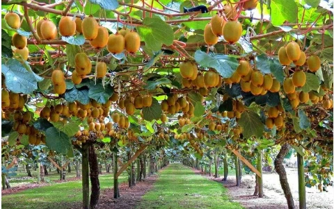 image about الجوز الملكي الصيني