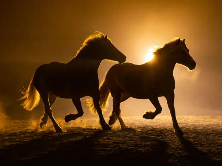 image about سيدنا سليمان عليه السلام.. نبيّ الحكمة الذي علّمنا الرحمة والعدل من قصة النمل والخيل