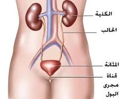 image about كيف تحافظ على الكُلى بصحة جيدة   أسرار وعادات تحميك من أمراض الكلى