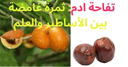 image about الفاكهه الغامضه التي لا يجب أن تأكلها