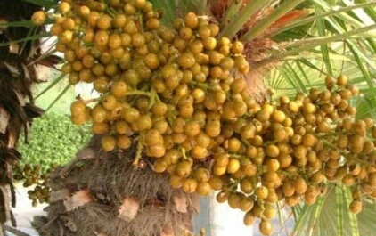 image about الفاكهه الغامضه التي لا يجب أن تأكلها