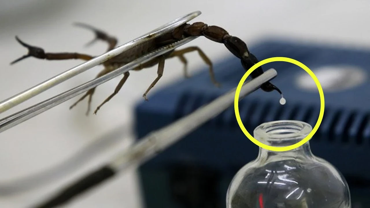 image about سم عقرب الأمازون: بطل جديد جاي يحارب سرطان الثدي