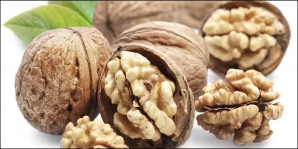 image about المنافع الصحية لعين الجمل وأهميته لدعم عافية القلب والمخ والأعين