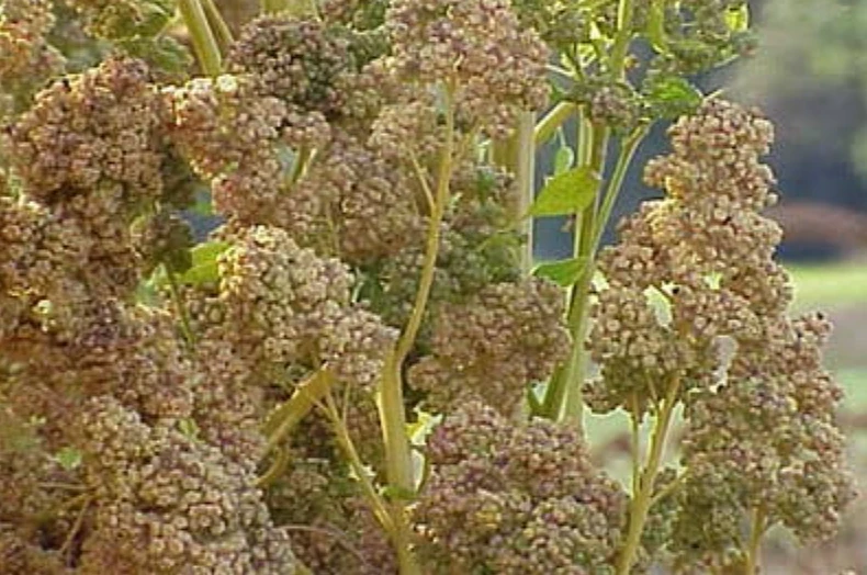 image about سلطة وحساء الكينوا خالي من الجلوتين