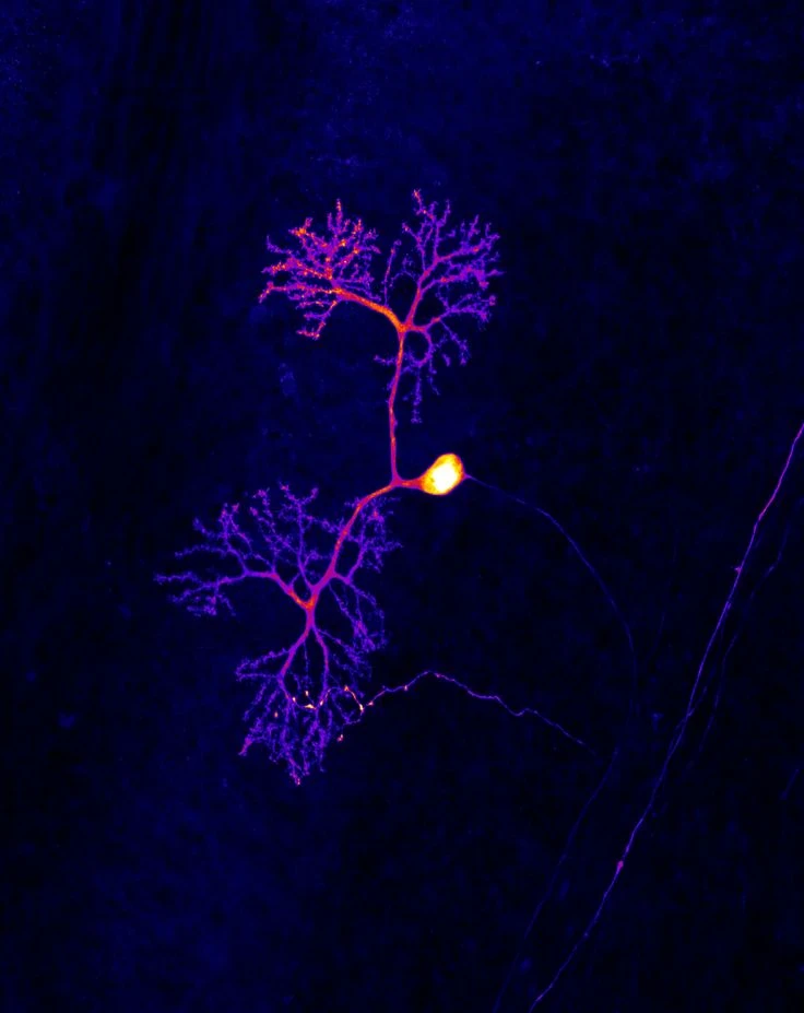 image about هل الطفل يولد بالثقة بالنفس ام هي صفة مكتسبة؟  بناء الثقة بالنفس: استراتيجيات الظهور والأسس المتينة