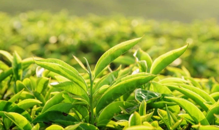 image about الشاي الأخضر: مشروب العافية اليومية لصحة وحيوية مثالية