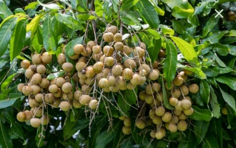 image about الجوهرة الاسيويه الحلوة