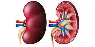 image about اعتلال الكلية السكري: الأسباب، والأعراض، والعلاج