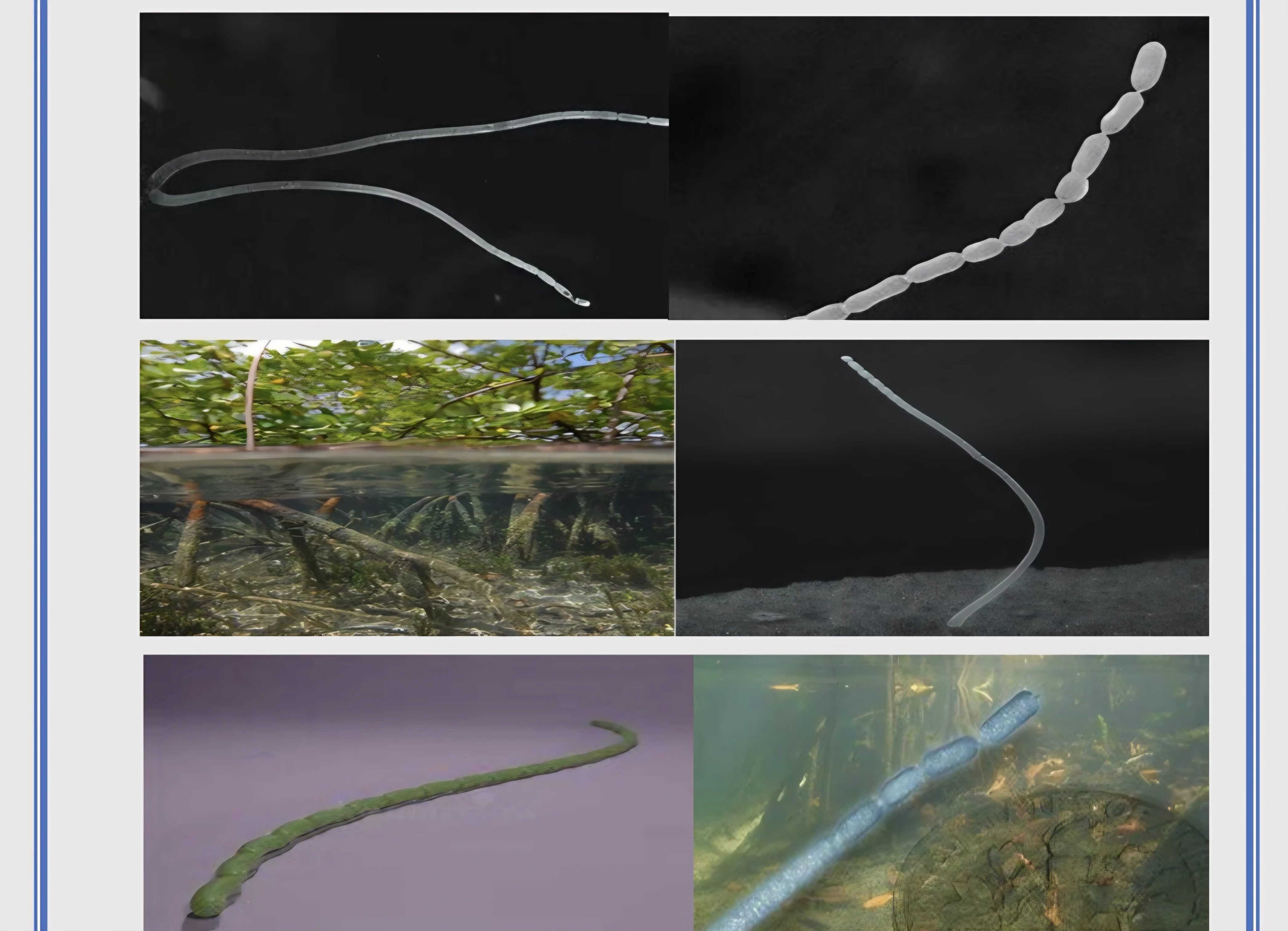 image about ​🔬 اكتشاف أكبر بكتيريا في العالم بحجم حبة الرمش.. أين؟