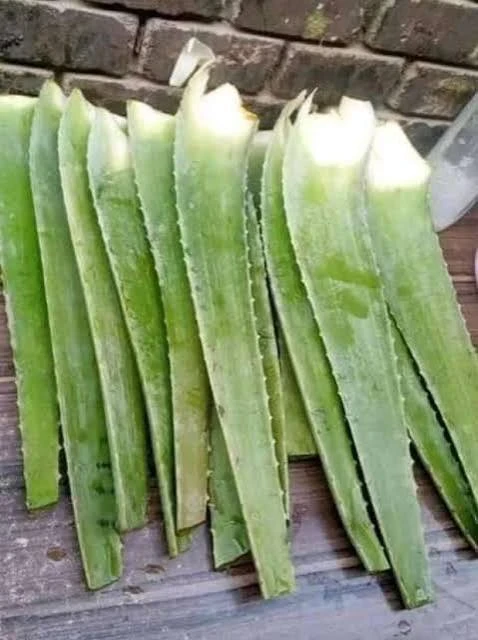 image about الصبار الطبيعي...طريقك السحري لمشاكل الشعر