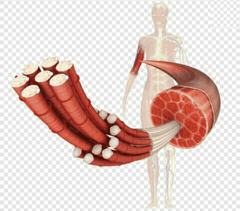 image about التحدي الجيني الذي يواجهه العضلات