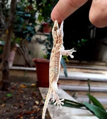 image about ما هو الوزغ وماهى اضرار وكيف التخلص منه؟ 