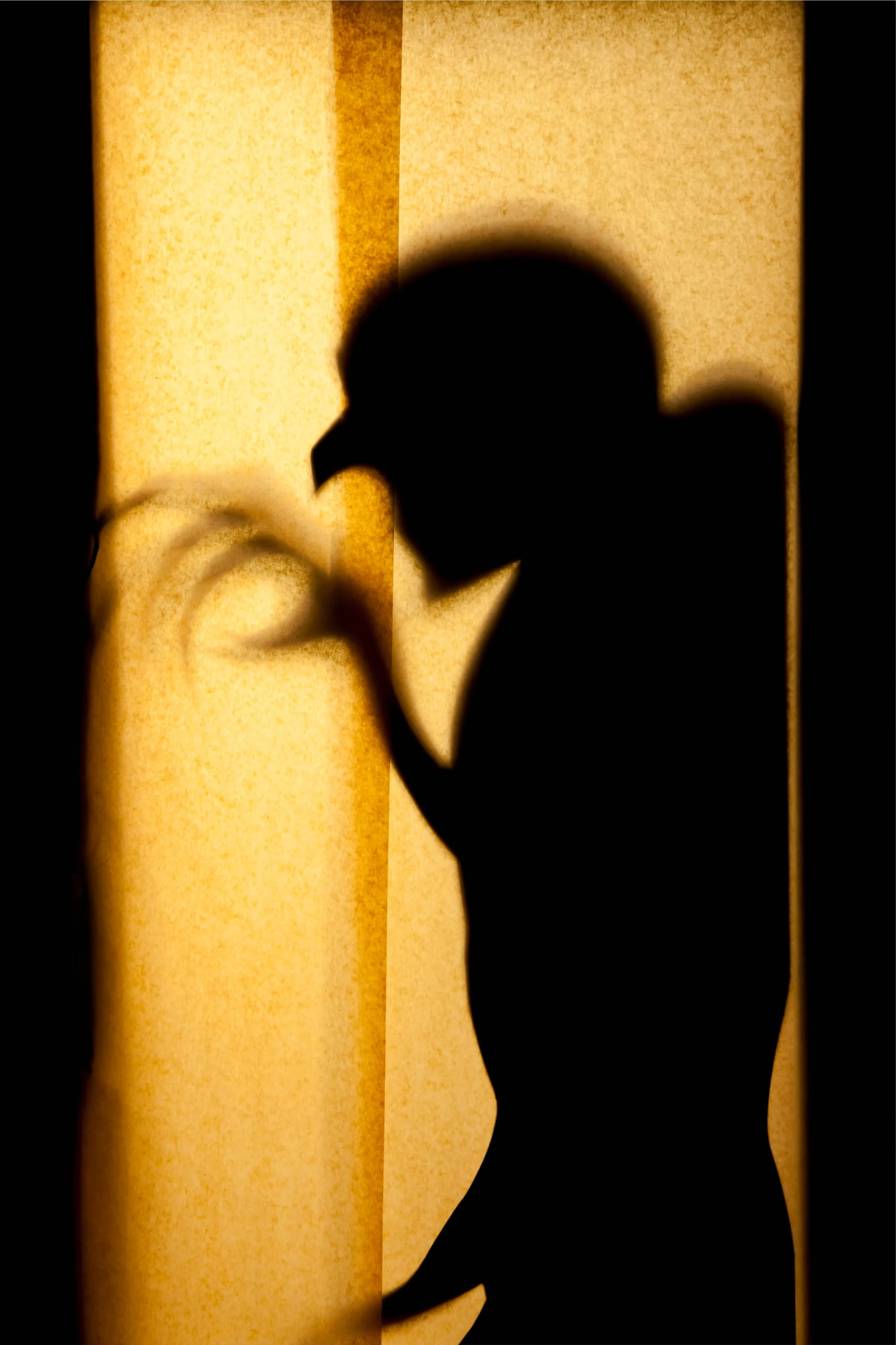 image about الظلال و الرعب المطلق