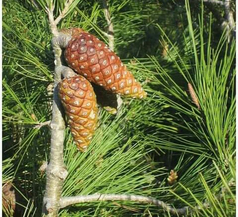 image about الشجره المعمره وكنوزه الغذائيه والعلاجيه