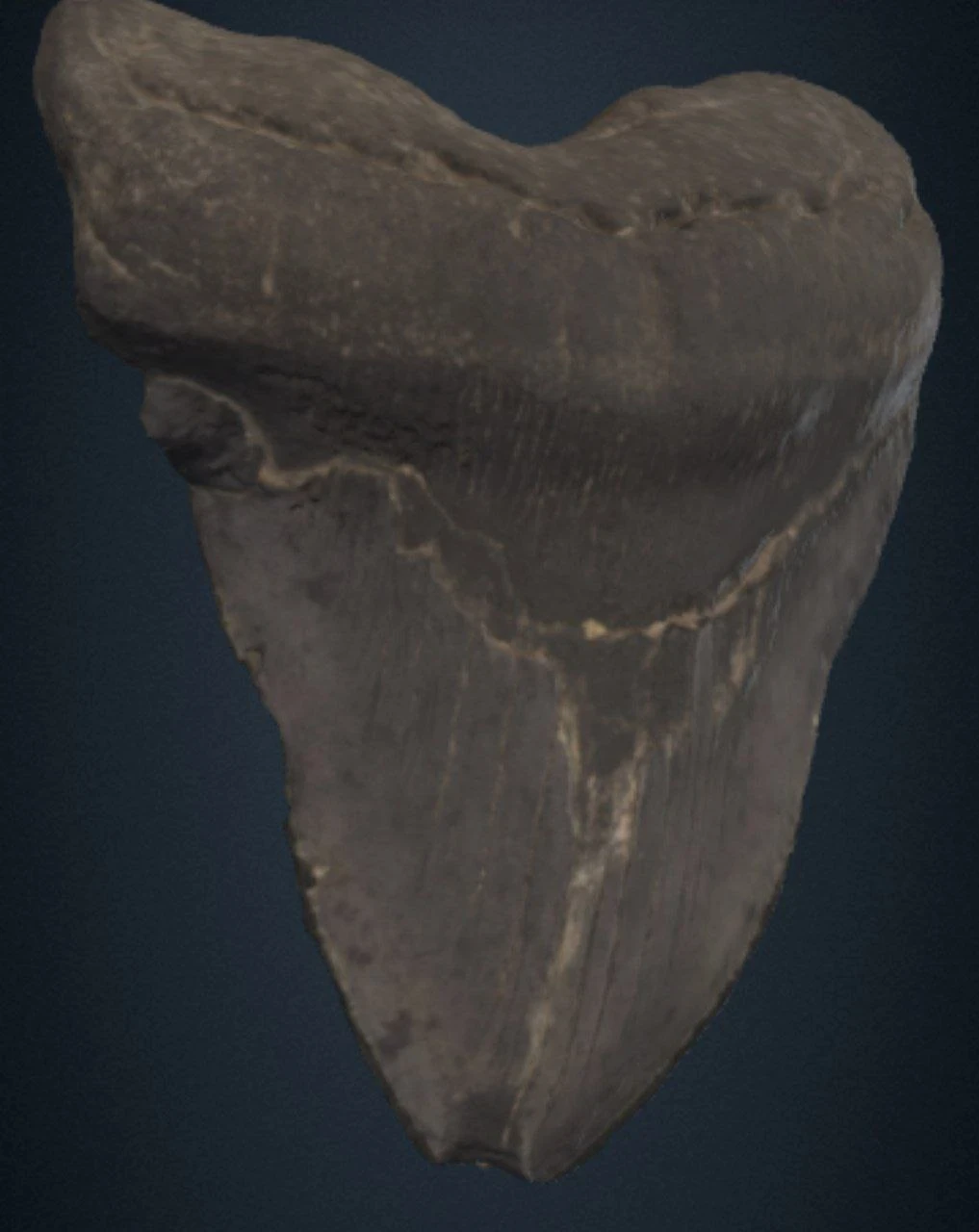 image about الميجالودن وكيف كان يعيش 