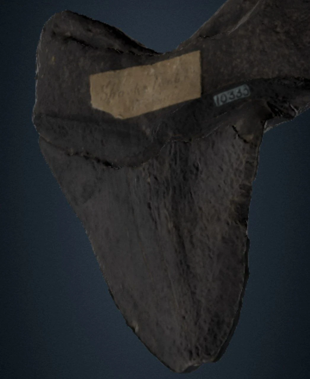 image about الميجالودن وكيف كان يعيش 