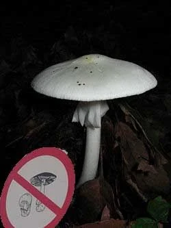 image about 🍄 الفطر البري: معرفة ضرورية قبل الجمع والأكل