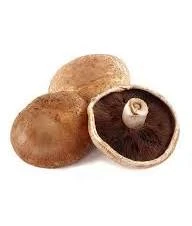 image about 🍄 الفطر البري: معرفة ضرورية قبل الجمع والأكل