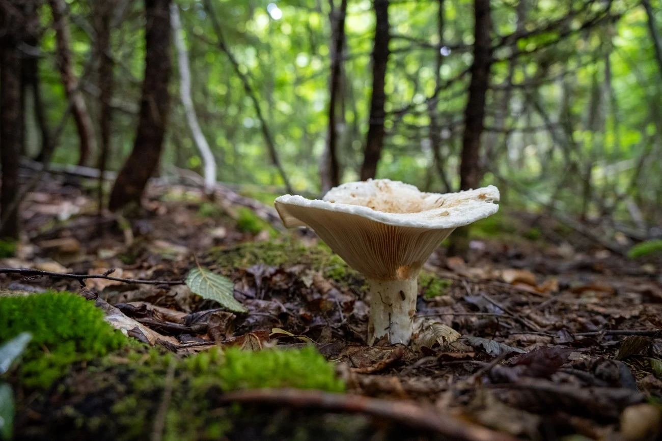 image about 🍄 الفطر البري: معرفة ضرورية قبل الجمع والأكل