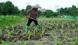 image about لماذا تعد الزراعة المستدامة مستقبل الزراعة؟