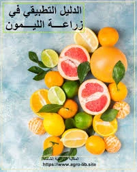 image about ثمرة صغيرة… لكن تأثيرها الصحي يفوق التوقعات! الليمون: كنز غذائي بحموضة قوية وفوائد مذهلة للجسم