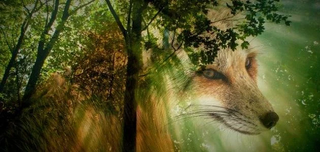 image about ✨ يوسف عليه السلام: رحلة الصبر والحكمة من الظلام إلى النور✨