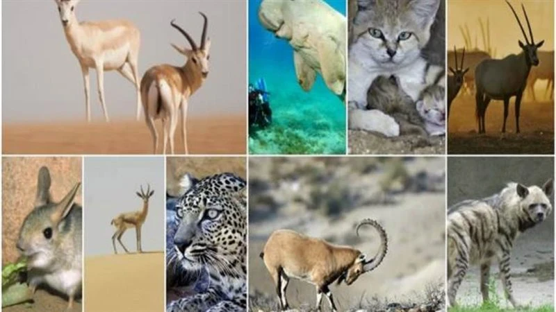 image about الحيوانات المعرضة للانقراض بانواعها واساب انقراضها 