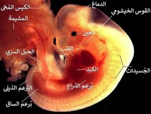 image about الحمل في الثلث الأول من الحمل واعراضه