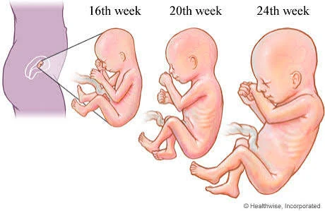 image about الثلث التاني من فترة الحمل وأعراضه