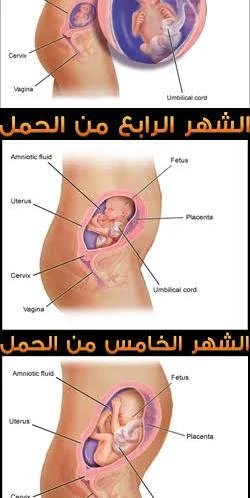 image about الثلث التاني من فترة الحمل وأعراضه