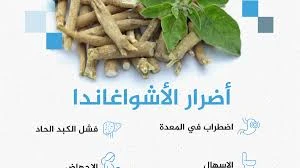 image about فوائد نبات الأشوغندا بالتفصيل | دليلك الكامل للاستخدام الآمن