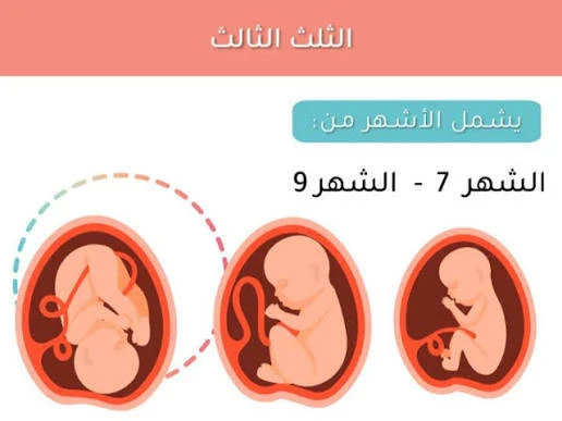 image about الثلث الاخير من فترة الحمل.