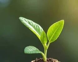 image about استراتيجية الـ 20% الذهبية: كيف تبني ثروتك من 