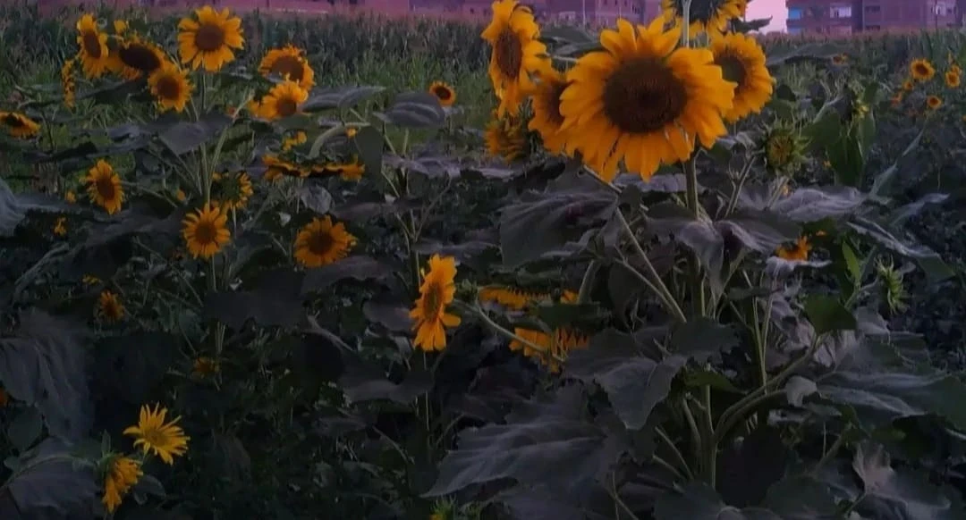 image about السعادة لا تتطلب الحصول على العالم بأكمله