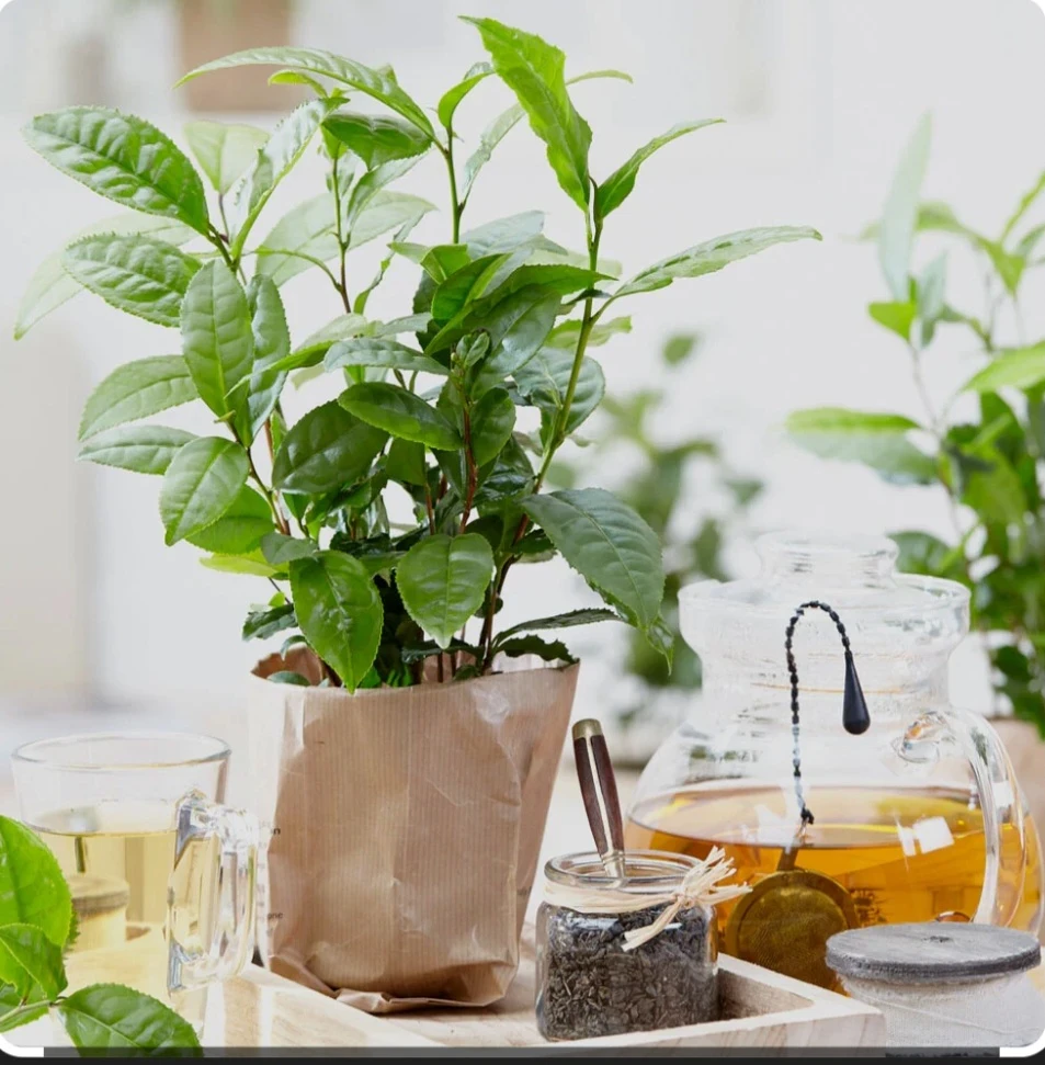 image about الشاي ثقافه ممتده عبر العصور