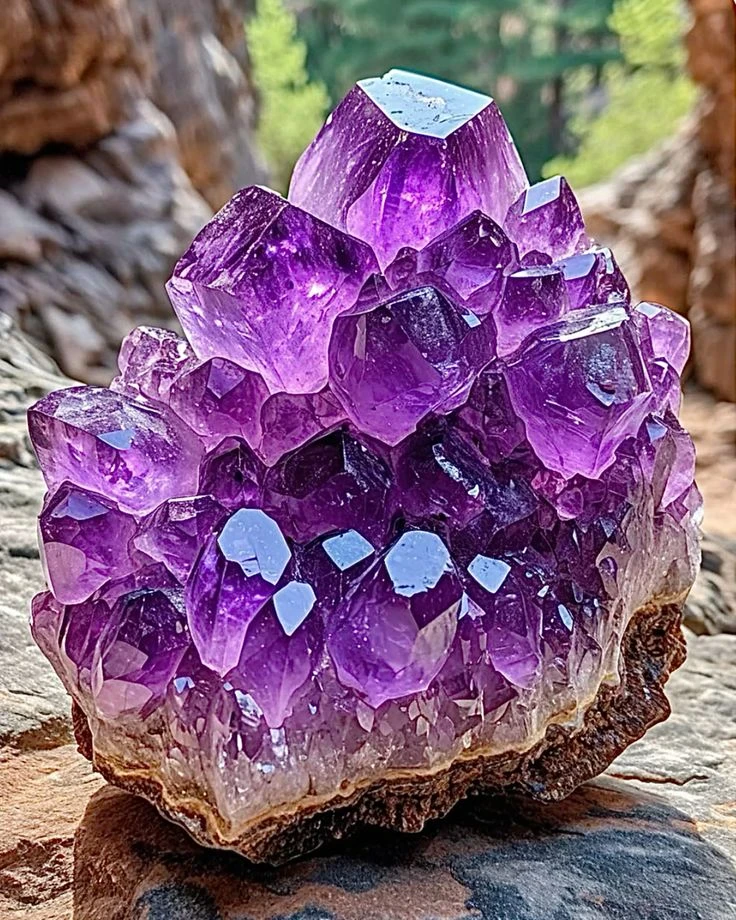 image about الجمشت… سحر اللون البنفسجي وهدوء الروح