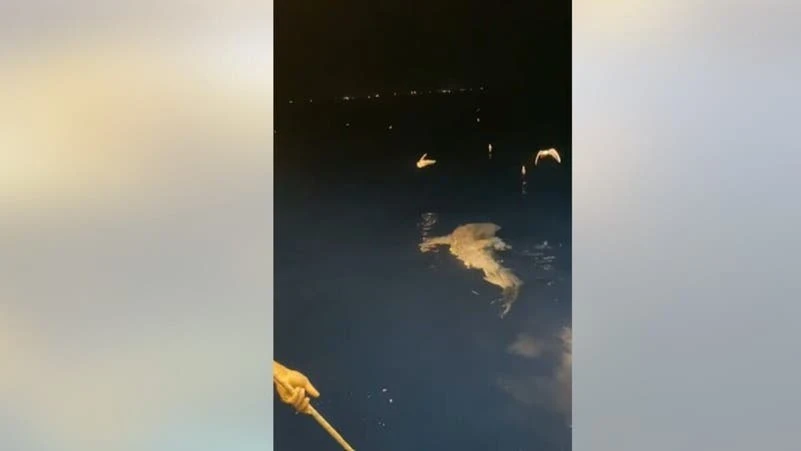 image about بعد فيديو أثار غضباً بمصر.. ضبط المتورطين في اصطياد قرش نادر