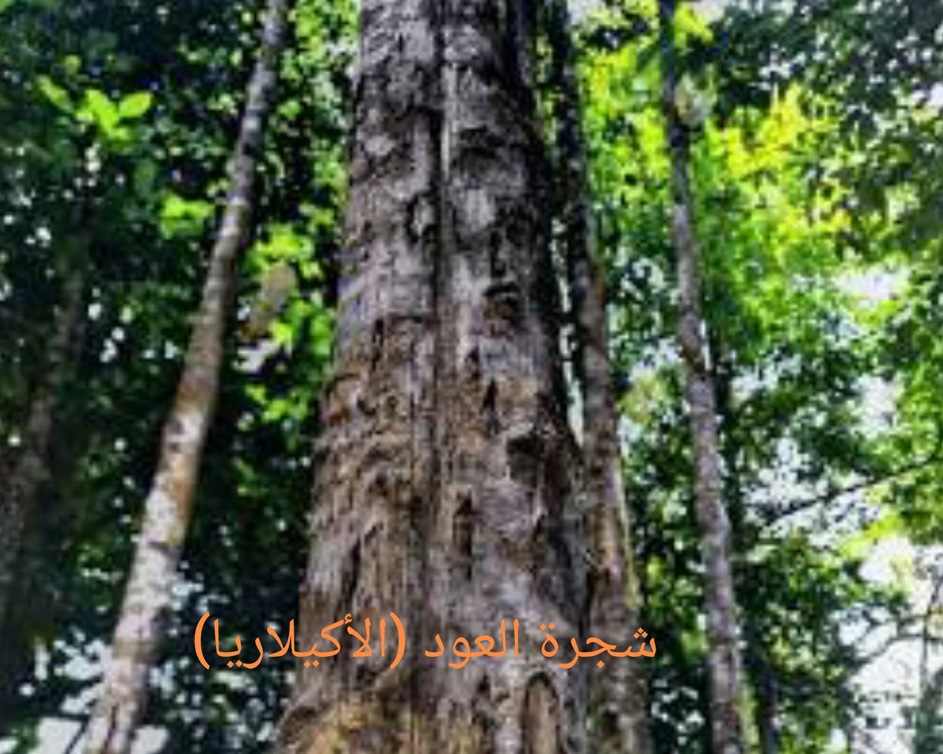 image about اليمن 2040: كيف نحقق 800 مليار دولار ونقترب من الـدول العشرين خلال 15 سنه ؟ (رؤية الذهب الأخضر)